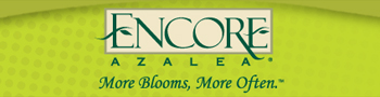 Encore Azalea - More Blooms, More Often